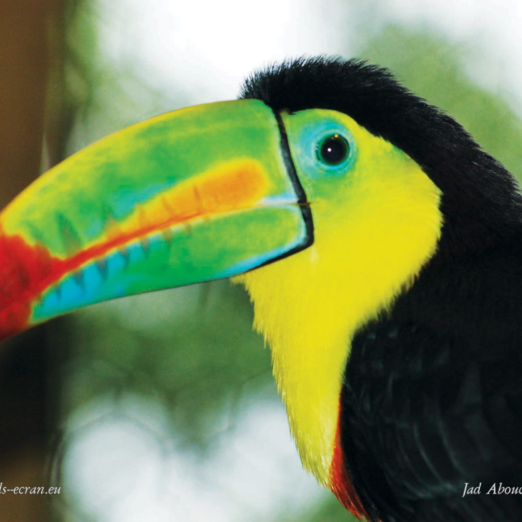 Тукан Коста-Рика