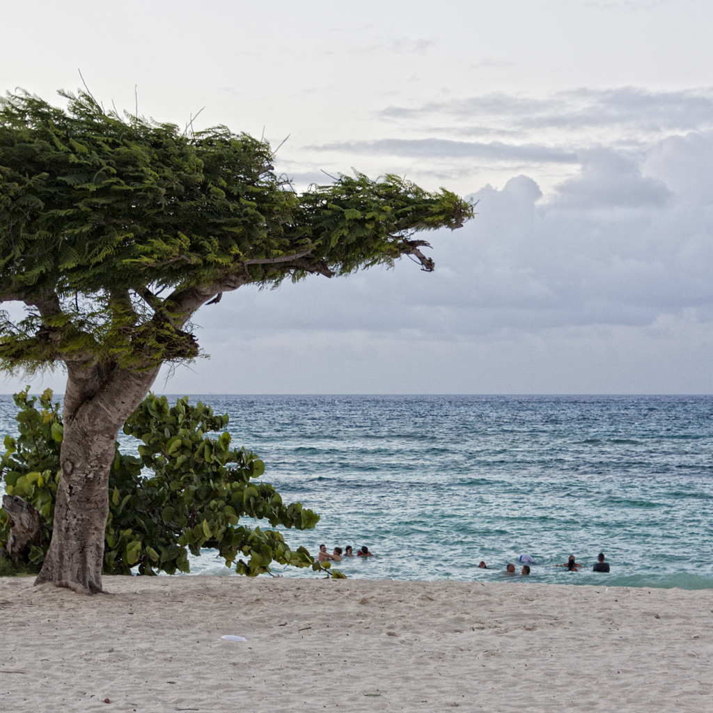 Дерево на фоне моря на курорте Гуардалавака, Куба