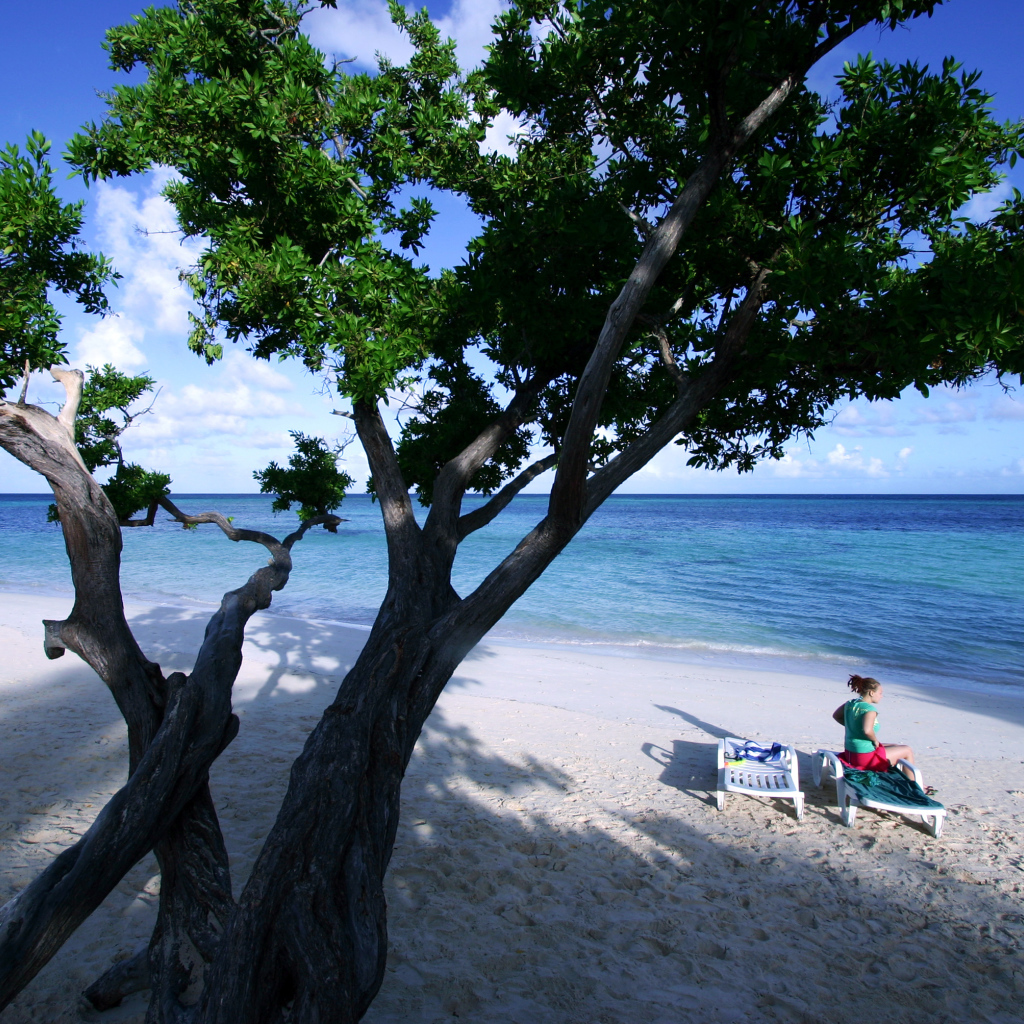 Дерево на пляже на курорте Гуардалавака, Куба