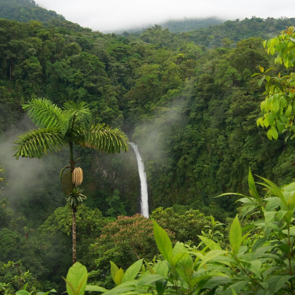 Тропические леса Коста-Рика