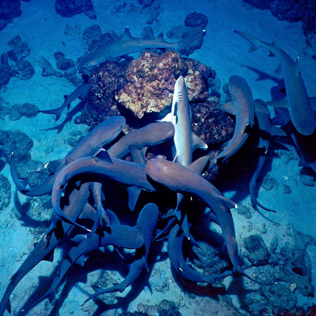 Белый Риф Коста-Рика