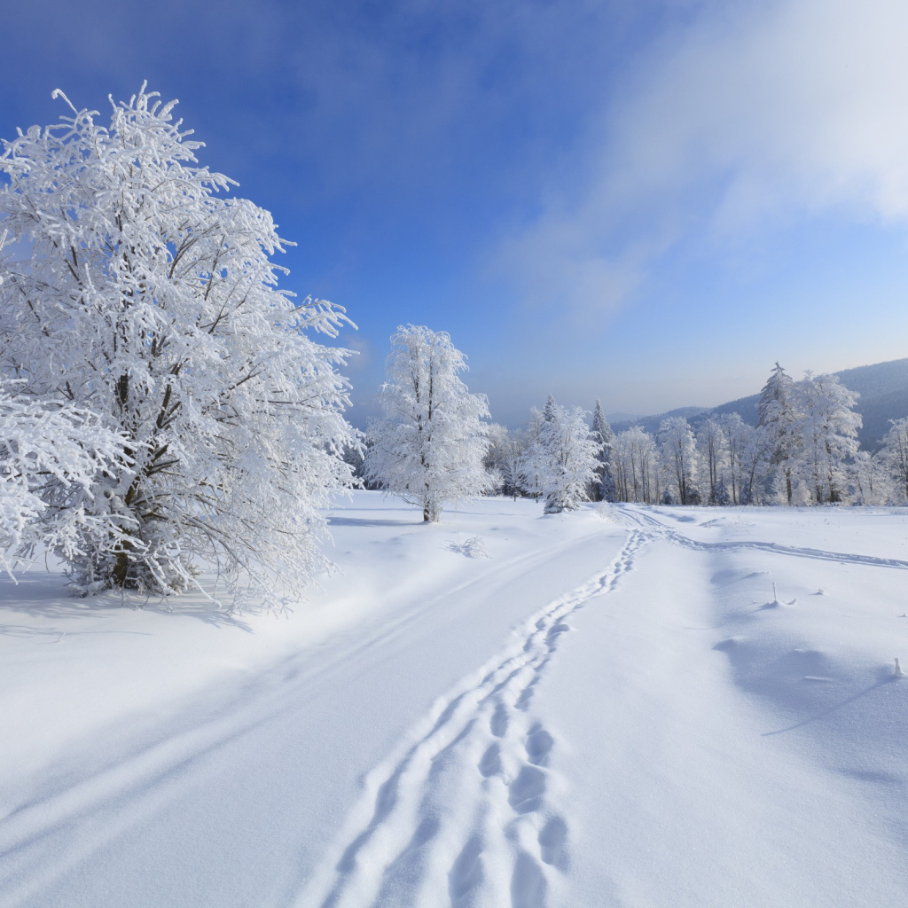 Зимние леса Киева
