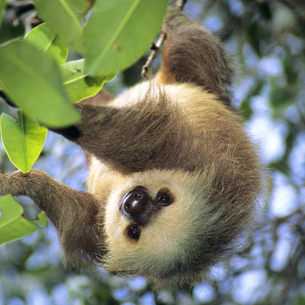 Популярное Панама