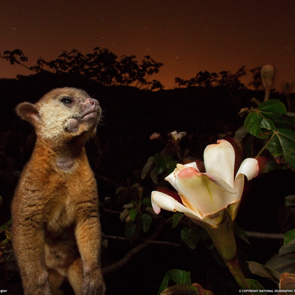 Великолепное Панама