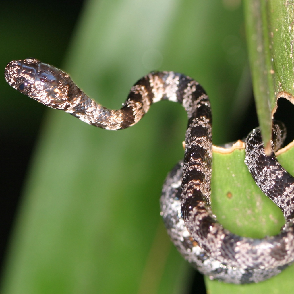 Солнечное Коста-Рика