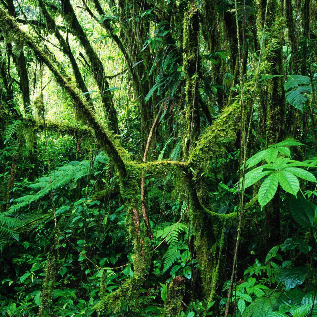 Популярное Коста-Рика