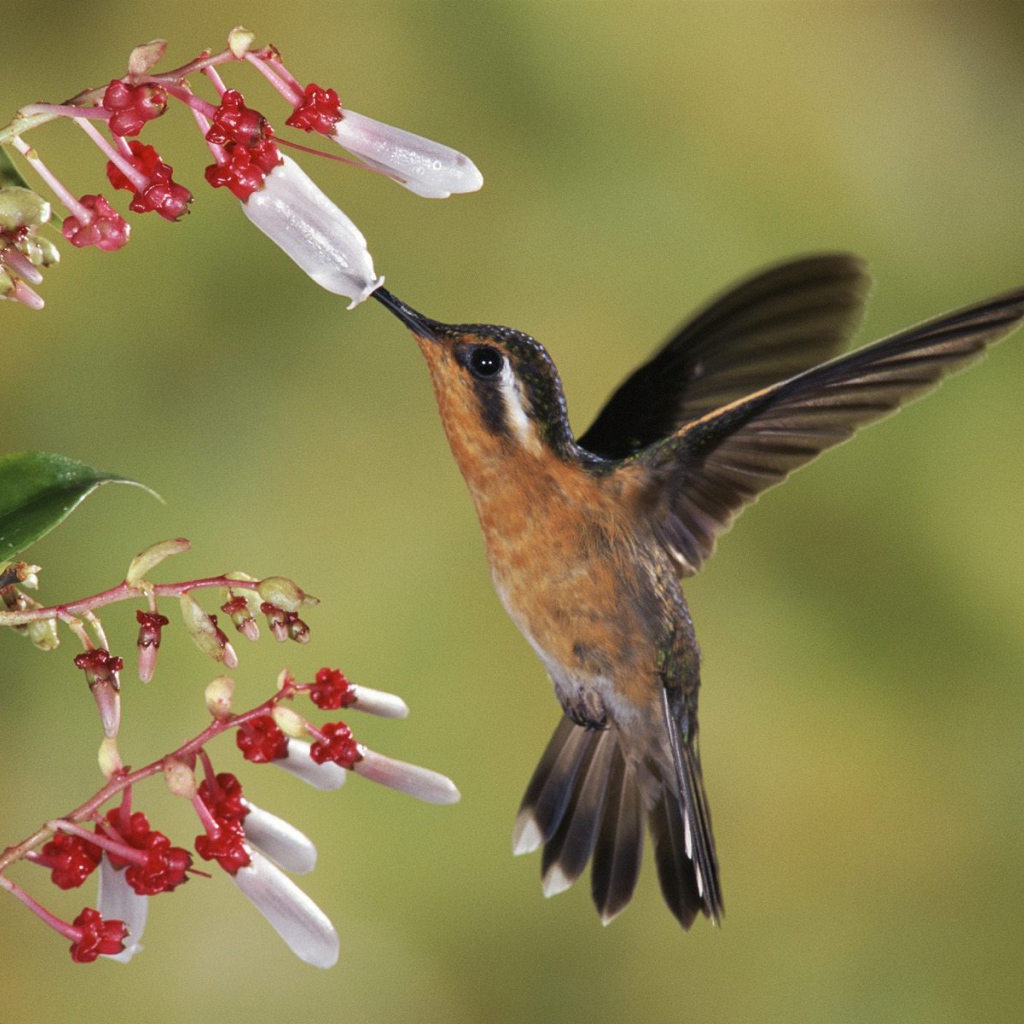 Восхитительное Коста-Рика