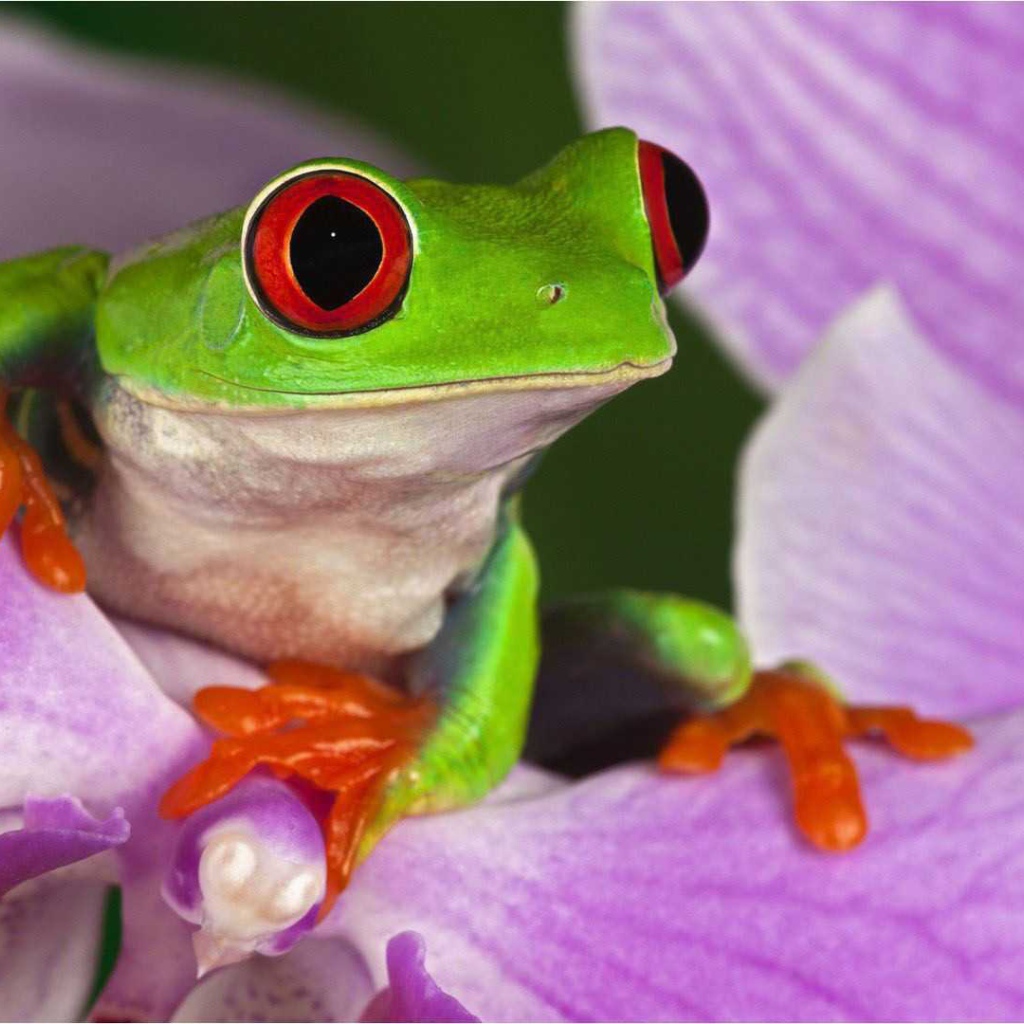 Красивая страна Коста-Рика