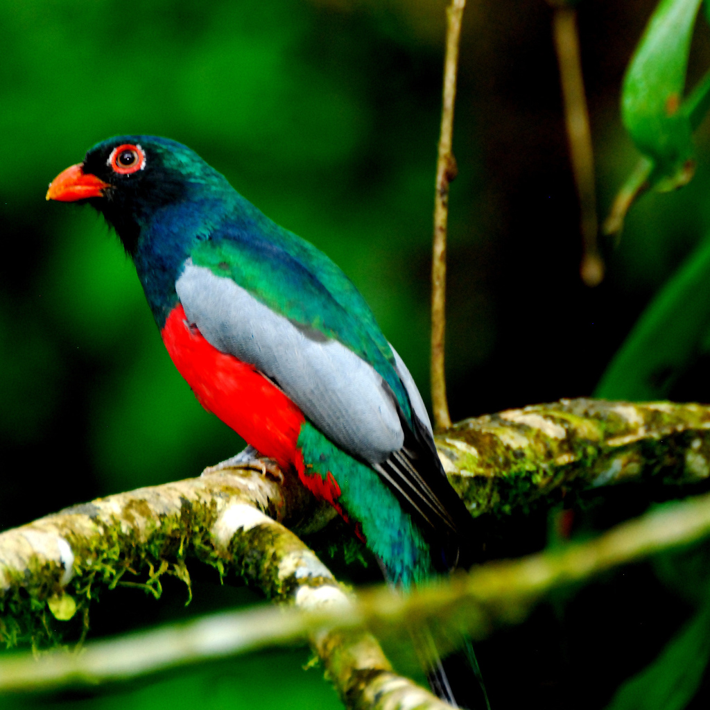 Захватывающие дух страна Коста-Рика