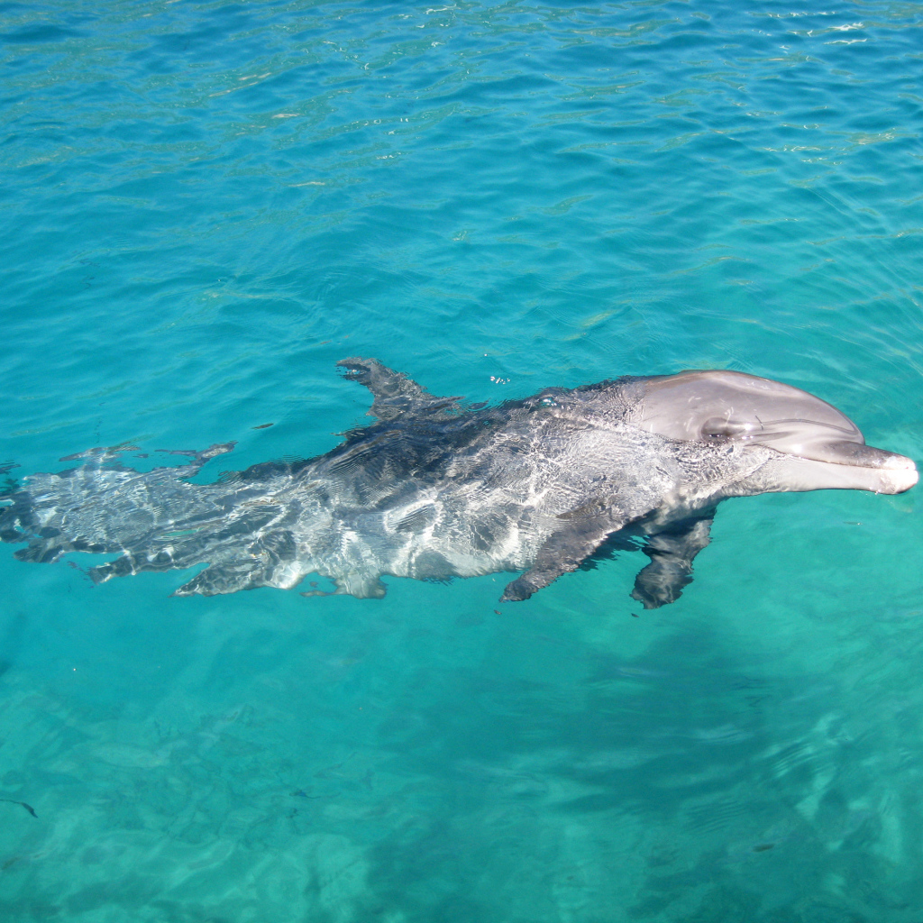 Изящное место в Коста-Рика