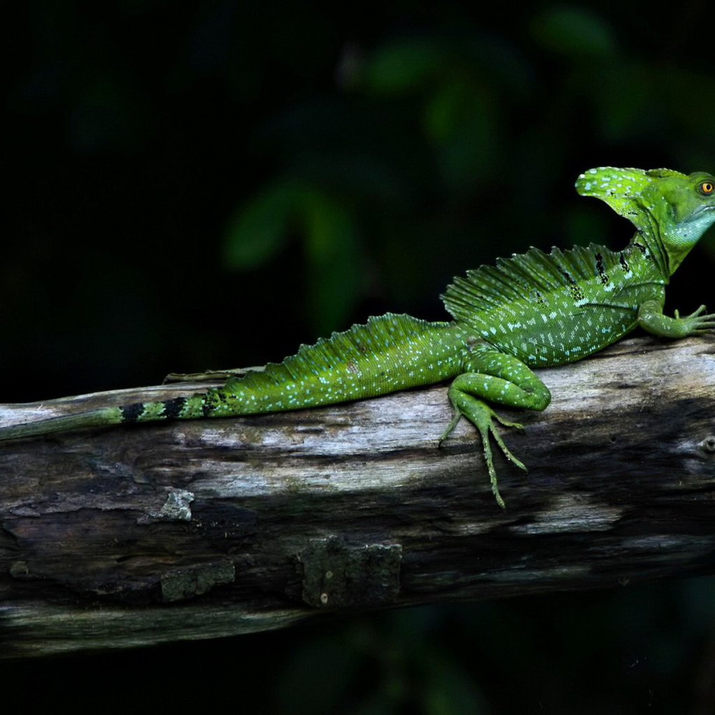 Завораживающий место в  Коста-Рика