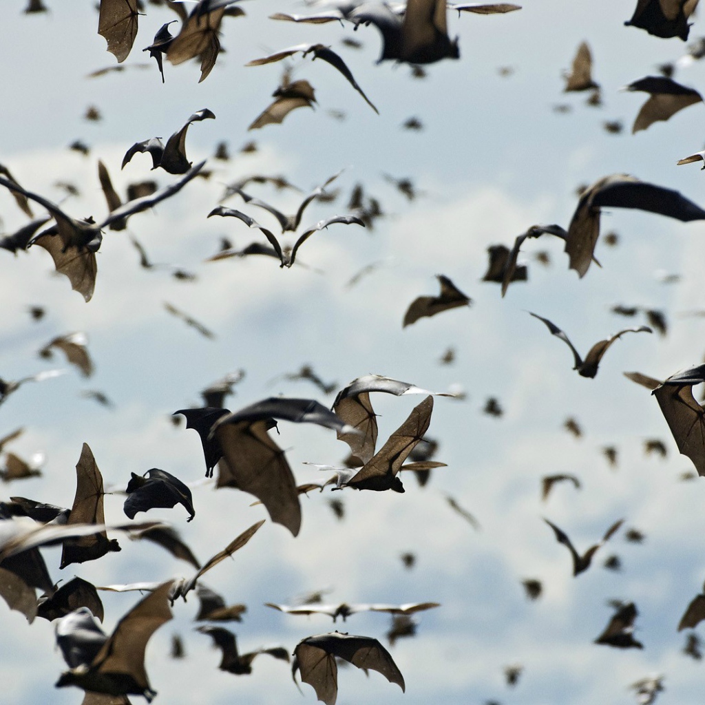 Стая летучих мышей