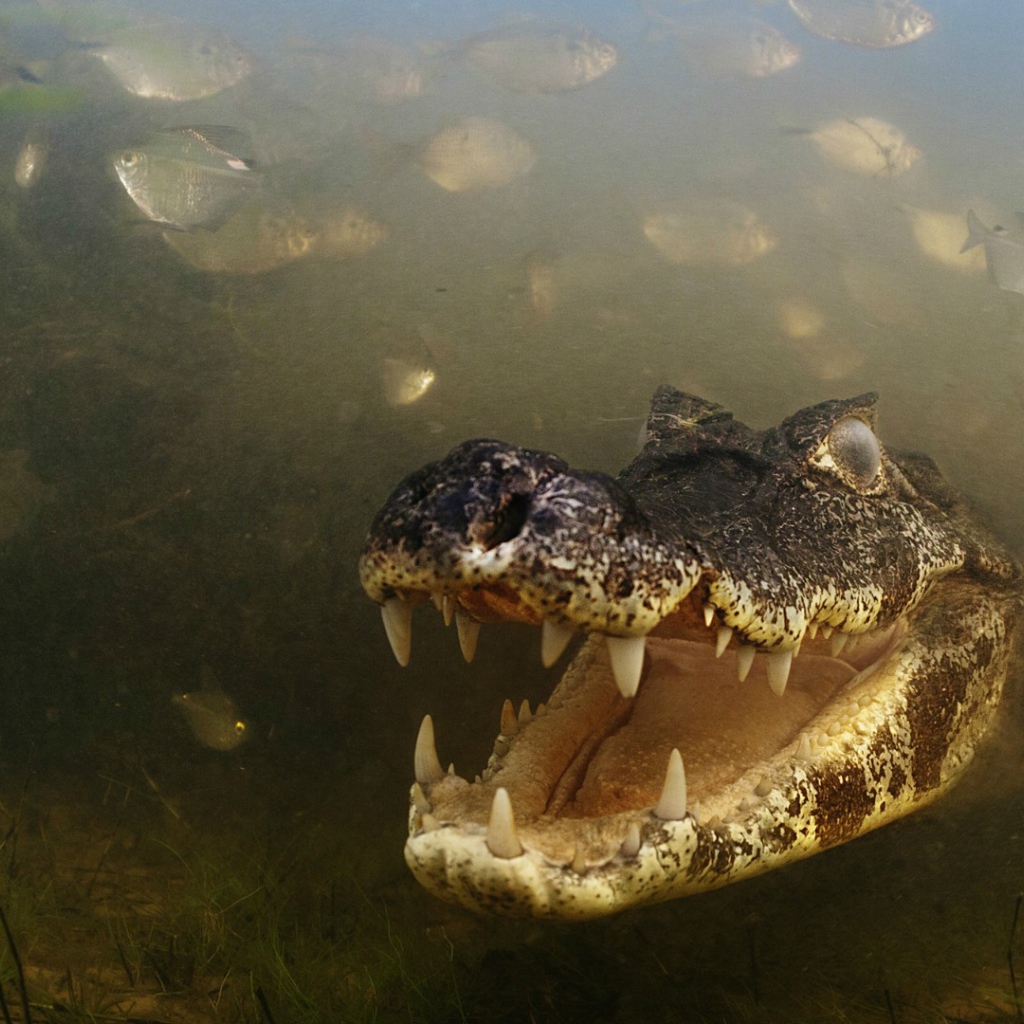 Злобный крокодил среди рыб