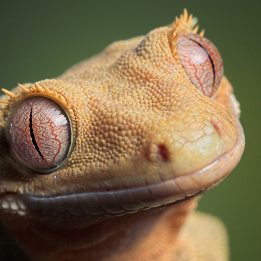 Глаза животного геккона