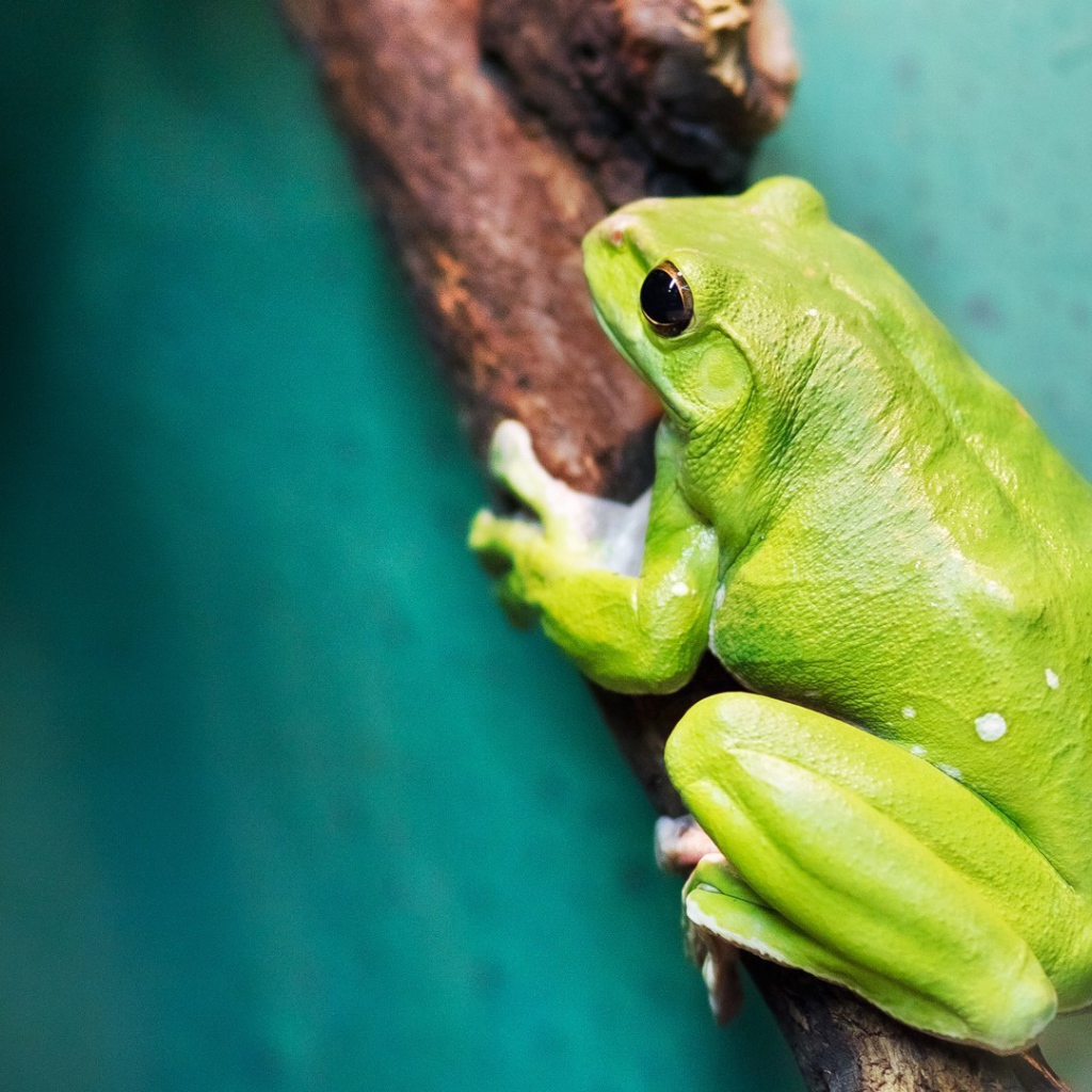 Большая зеленая лягушка на ветке