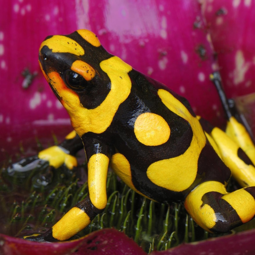 Черно желтая лягушка в цветке