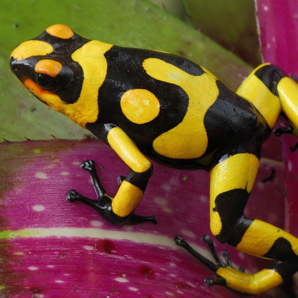 Черно желтая лягушка прыгает