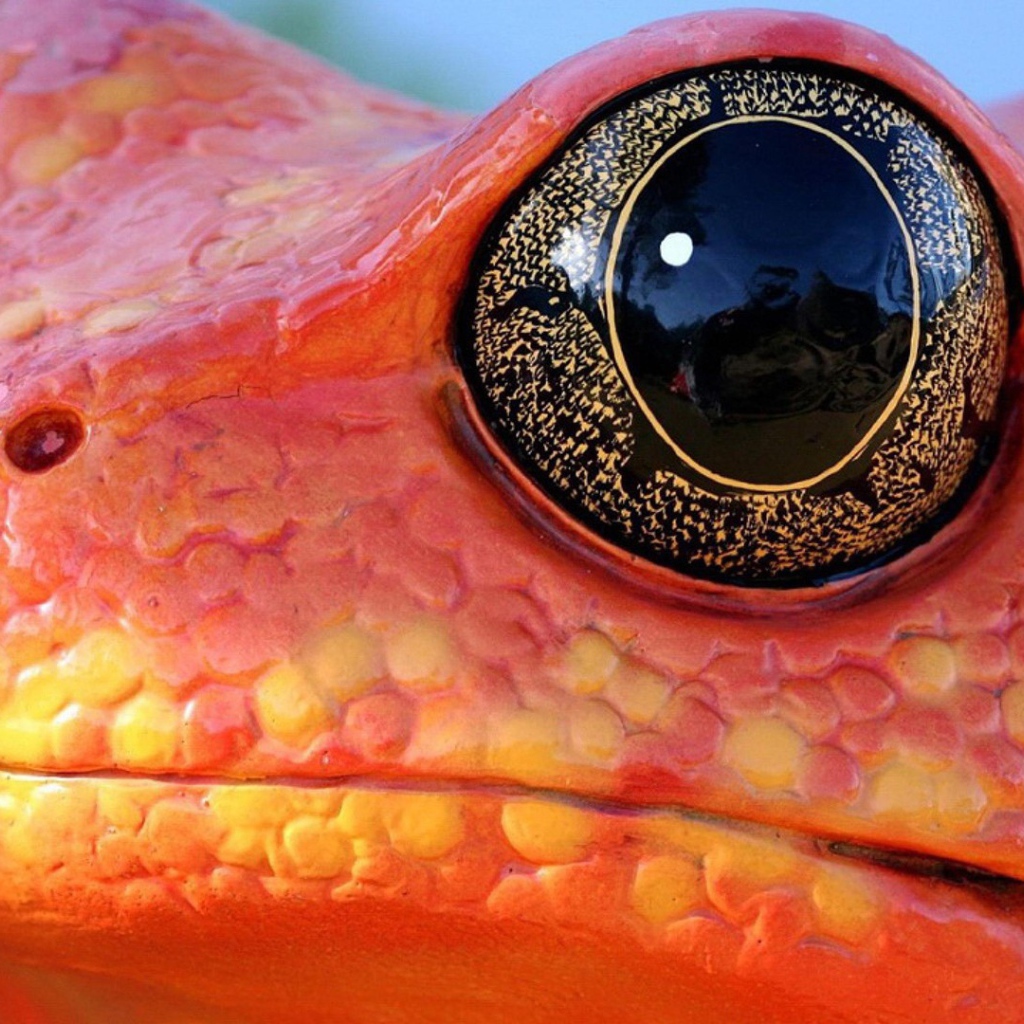 Черные глаза красной лягушки