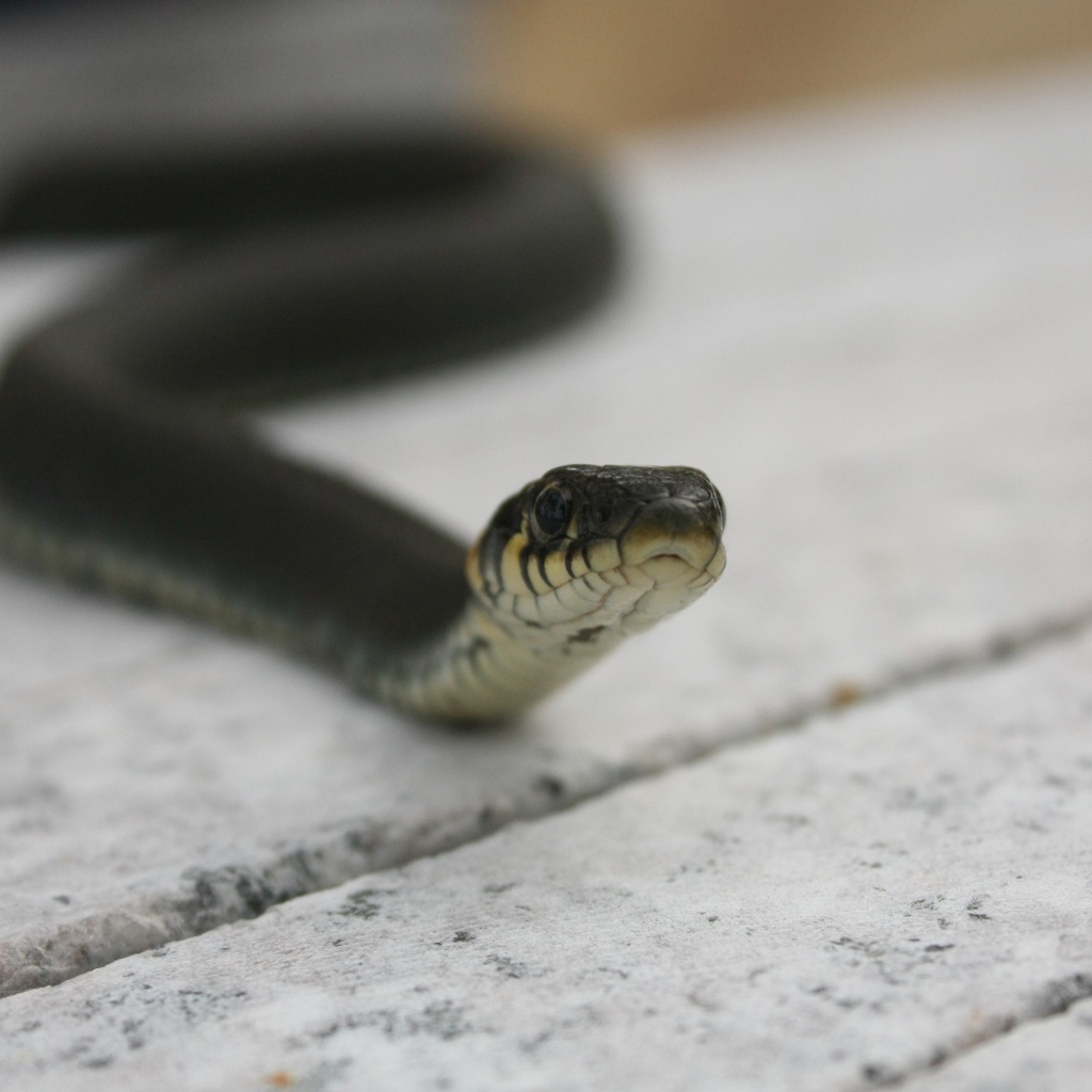 Черная змея на досках