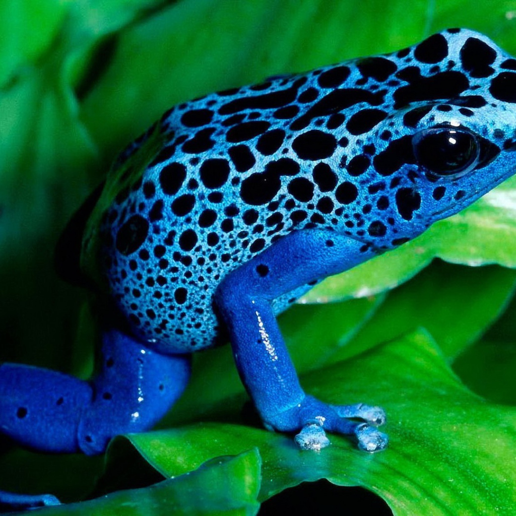 Синяя лягушка на зелени