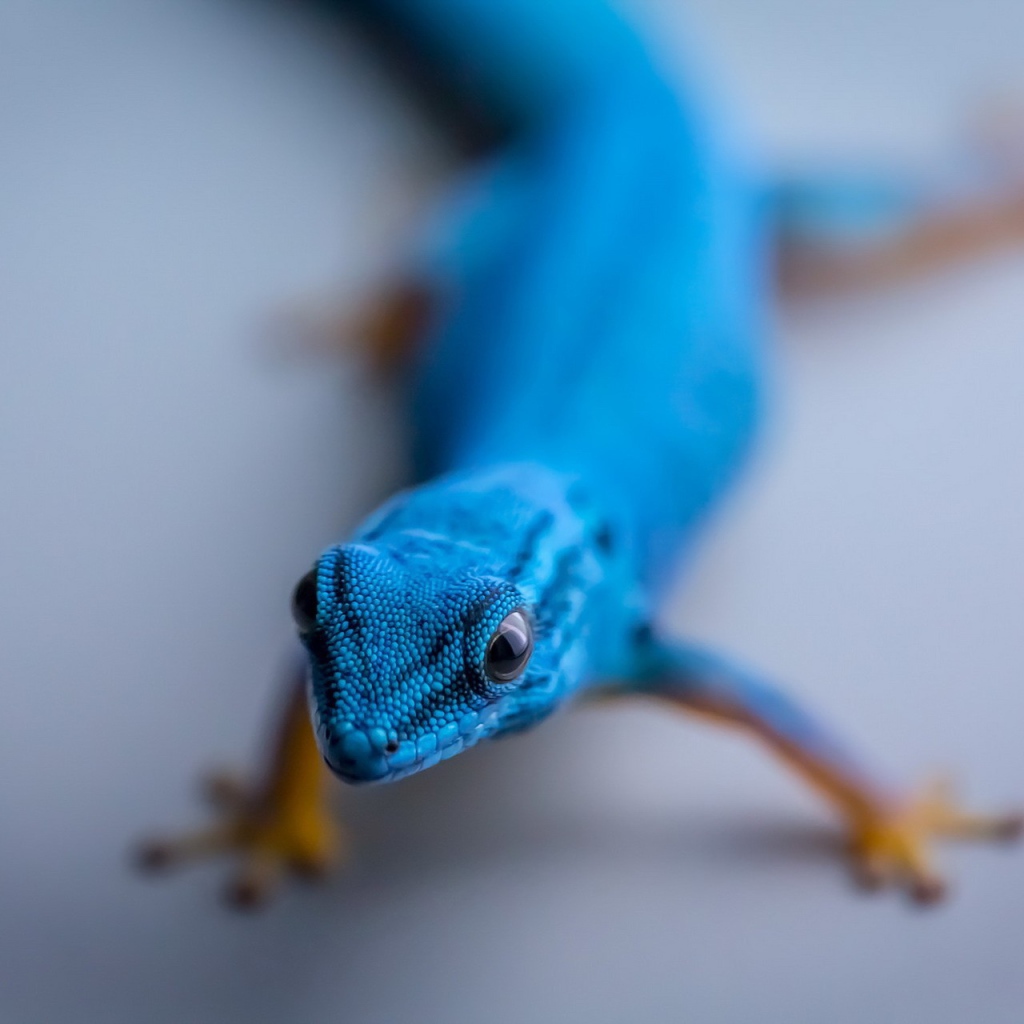 Синий геккон на сером фоне