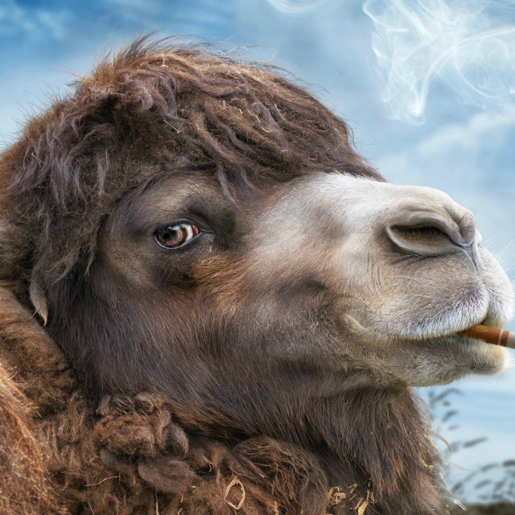 Camel with a cigarette in his mouth