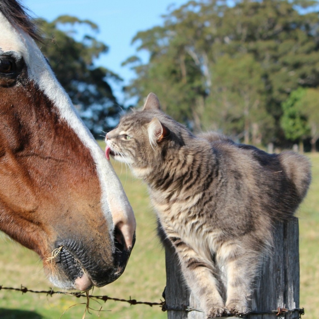 Кот и лошадь