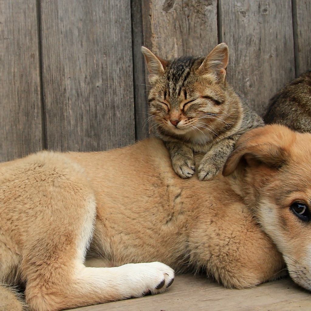 Кот сидит на щенке