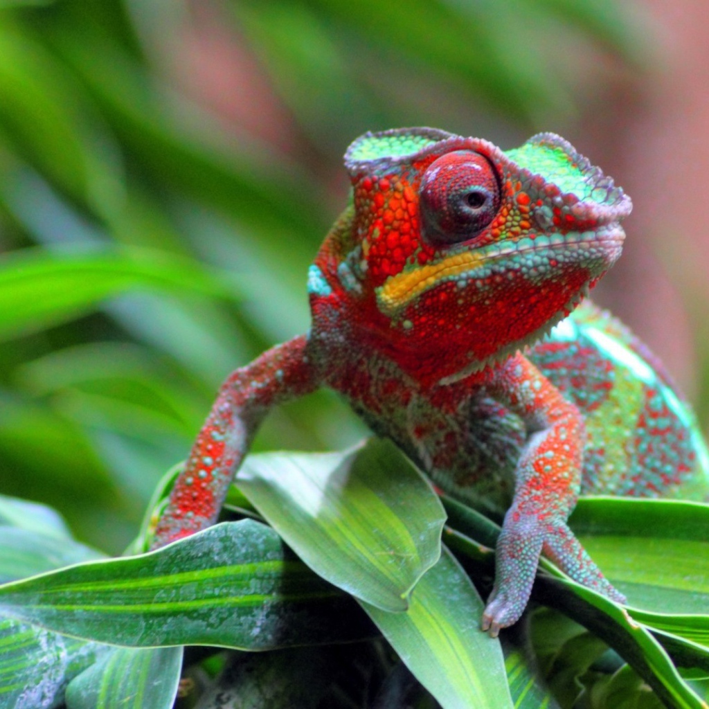 Хамелеон на куче травы