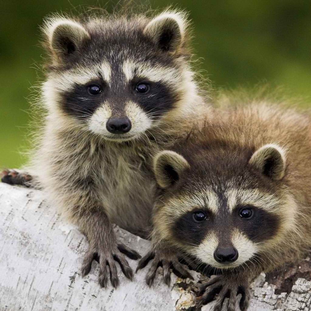 Пара животных енотов-полоскунов на стволе дерева