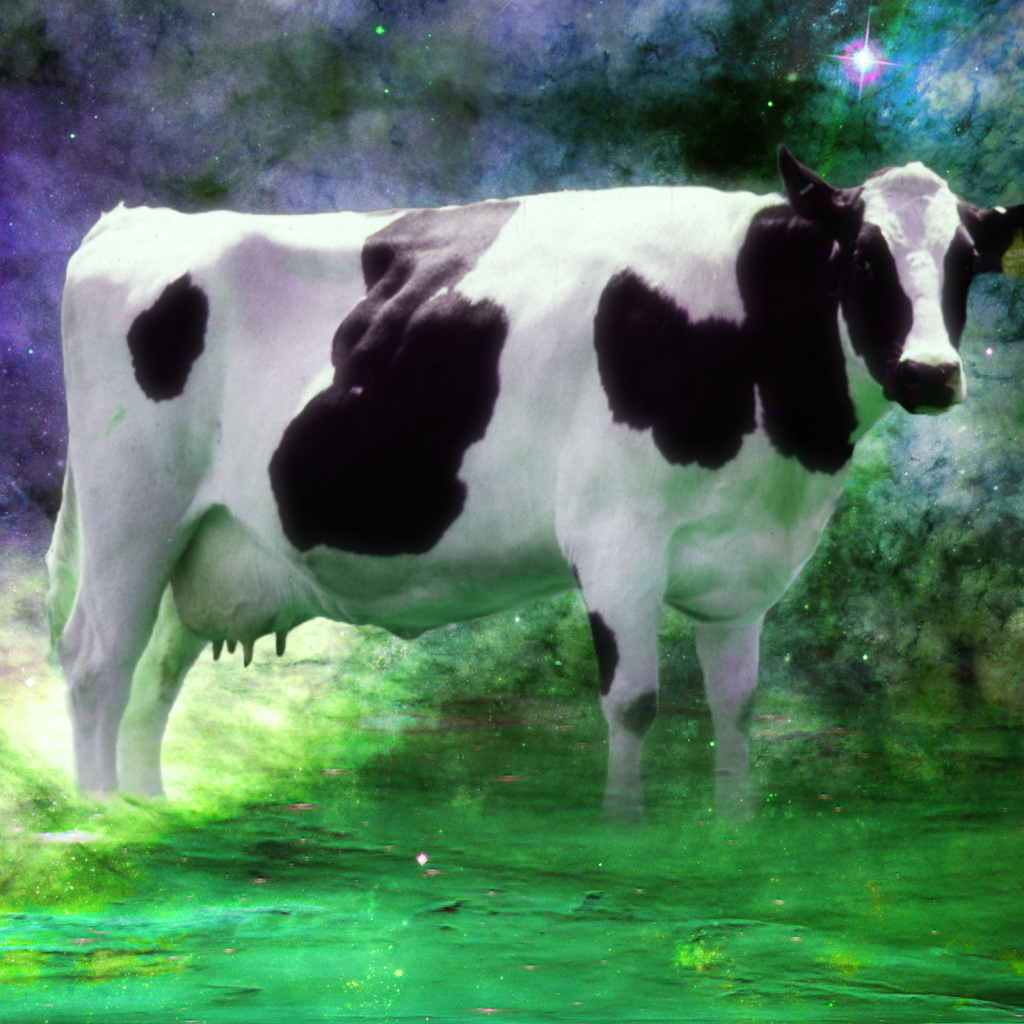 Корова среди звезд