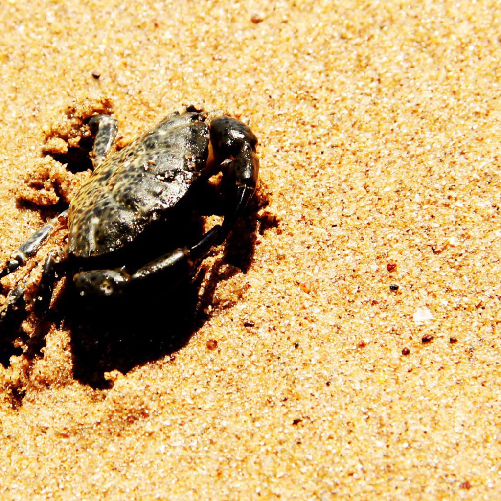 Краб зарывается в песок на пляже