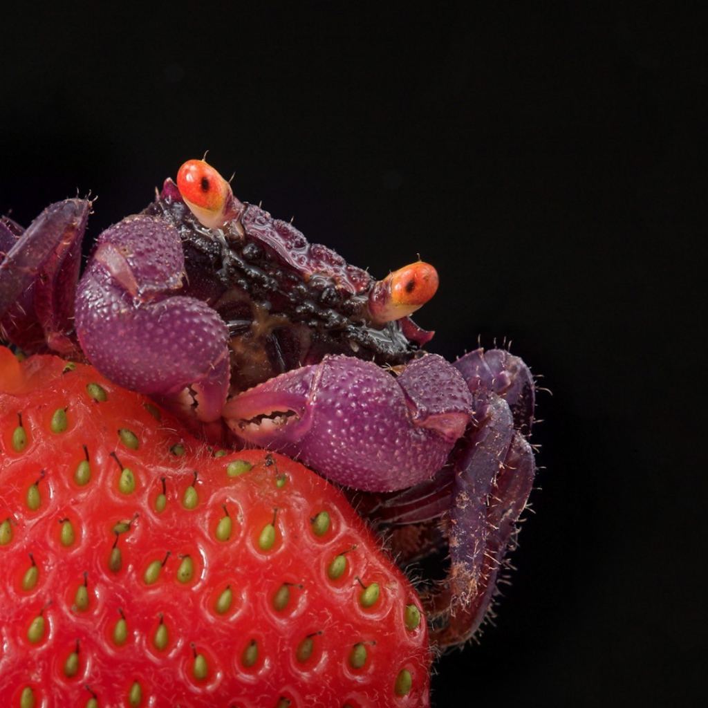 Краб на клубнике