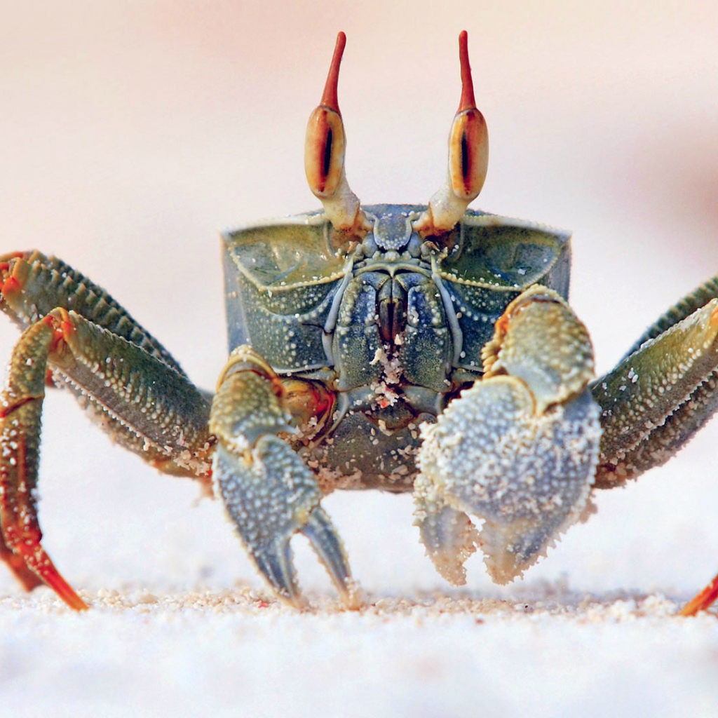 Краб идет по песку