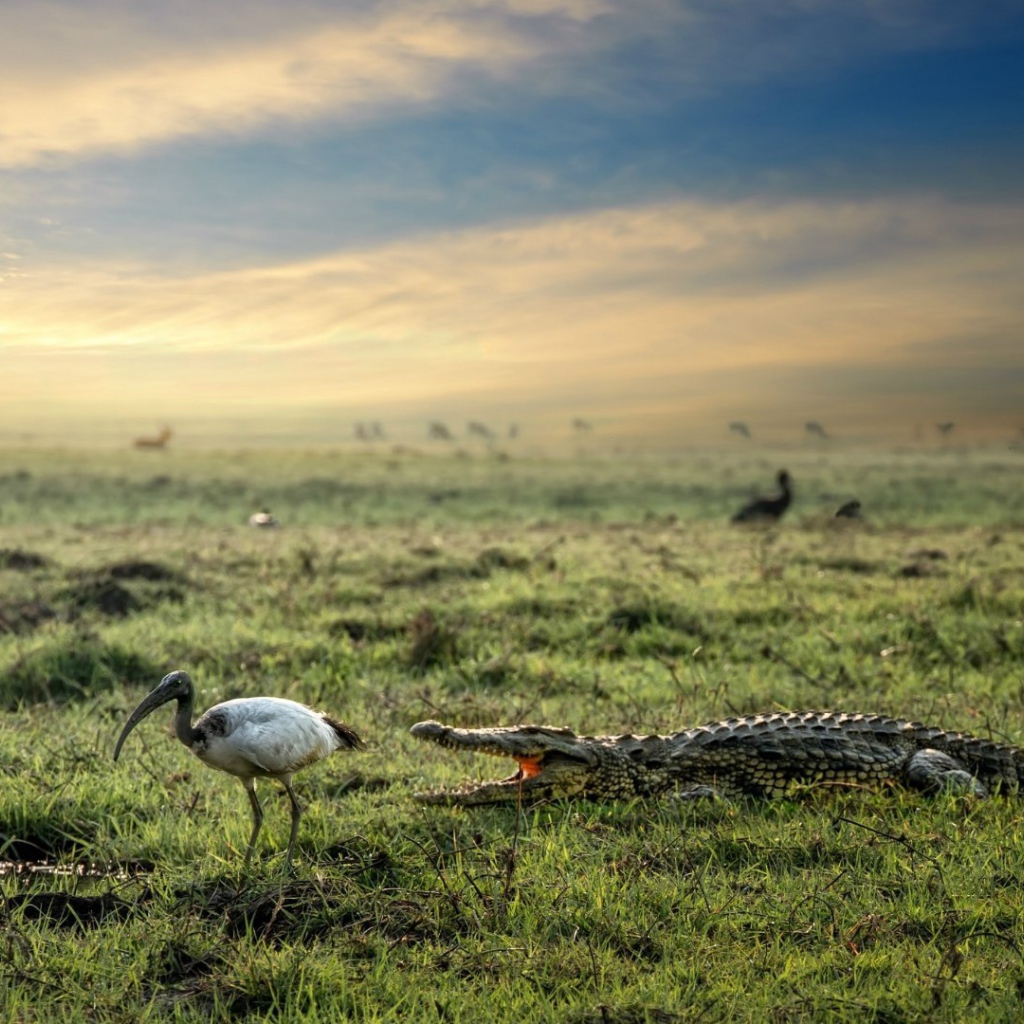 Crocodile and heron in the marsh