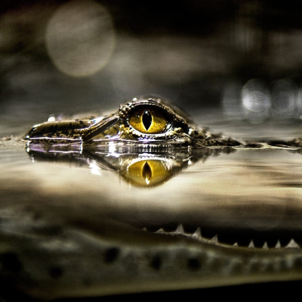 Крокодил затаился в ожидании добычи