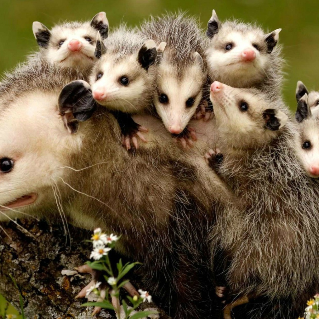 Детёныши опоссума держатся за спину своей мамы