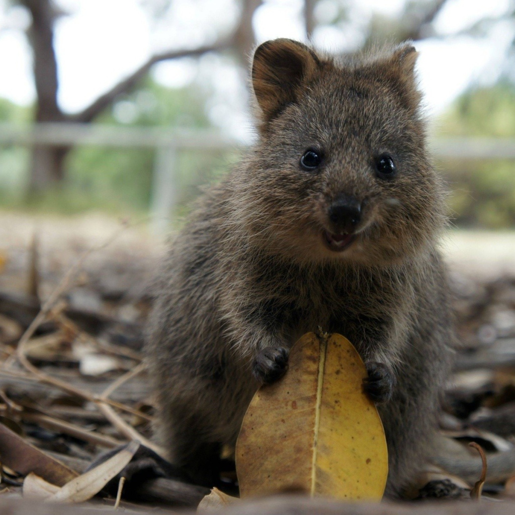 Милый зверек с листиком в лапках