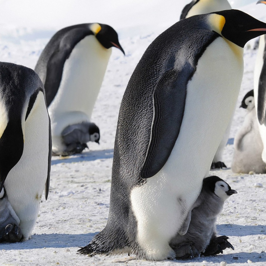 Императорские пингвины с детенышами
