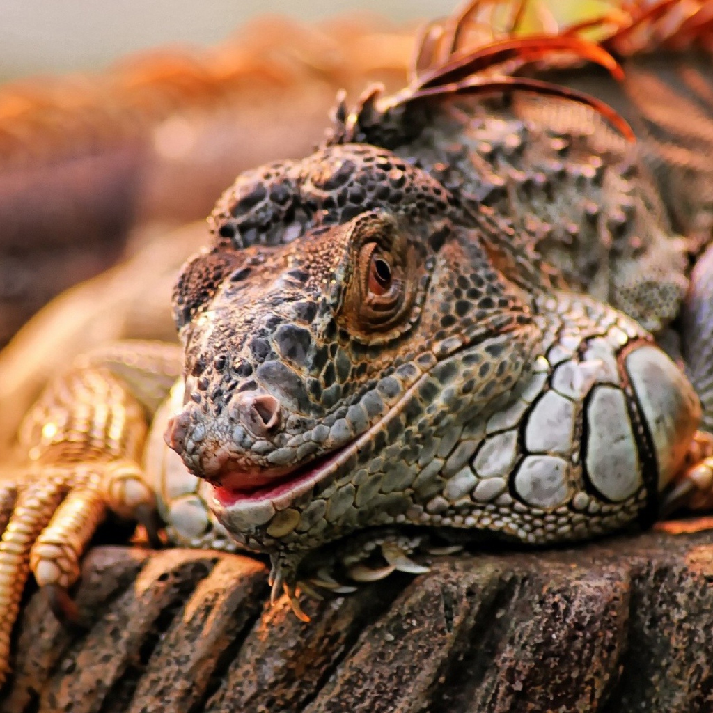 Экзотическая игуана на камне