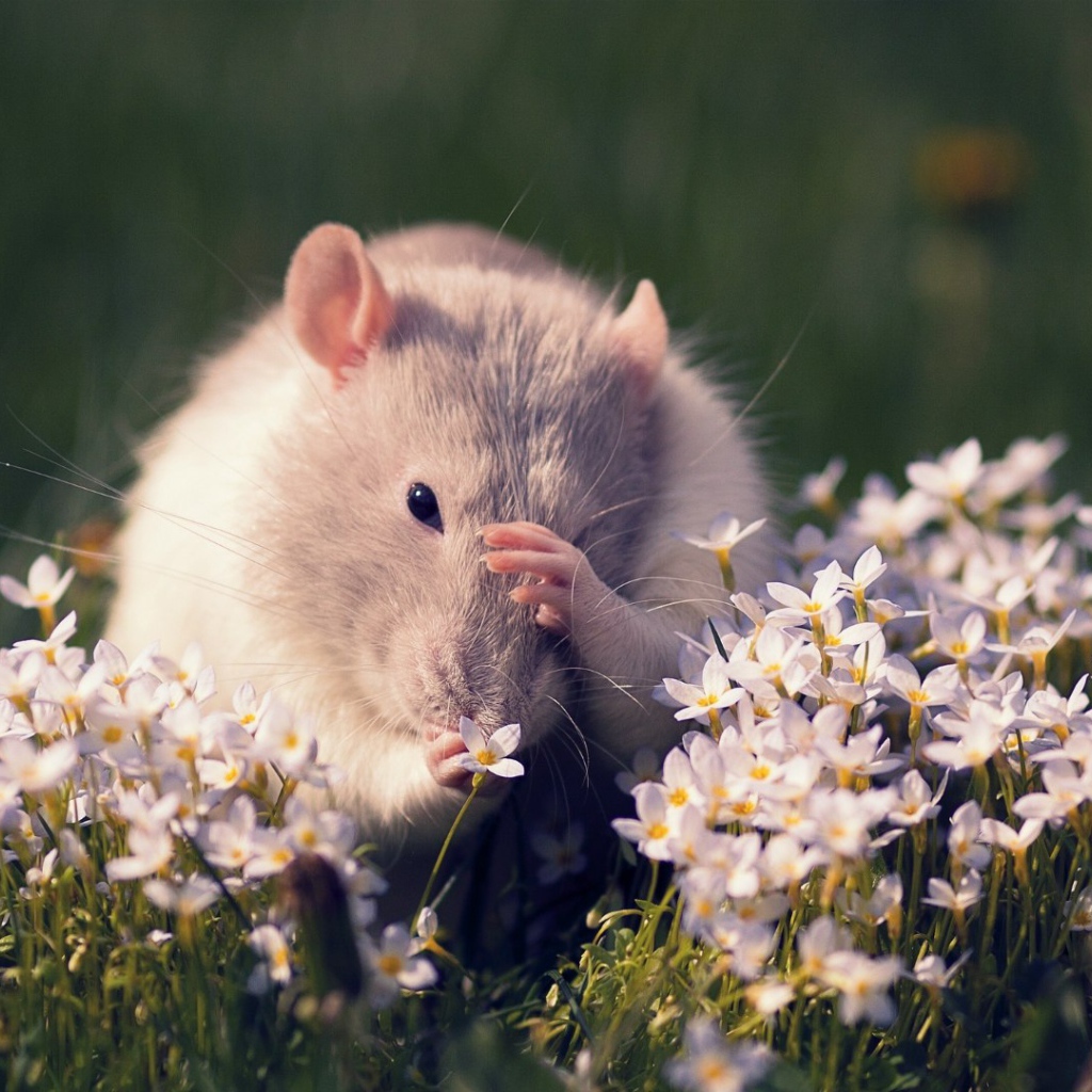 Полевая мышь среди цветов