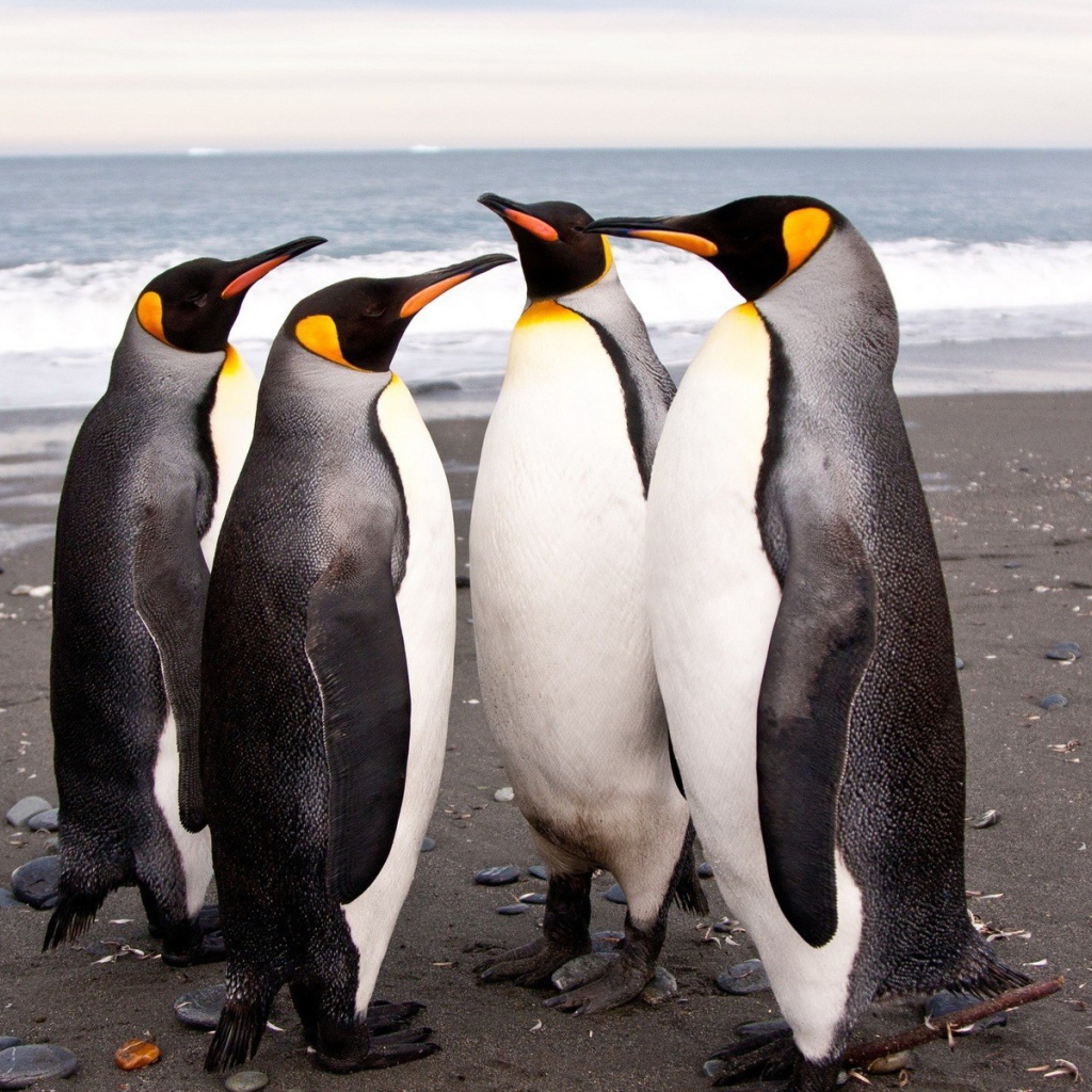 Четыре пингвина на берегу моря