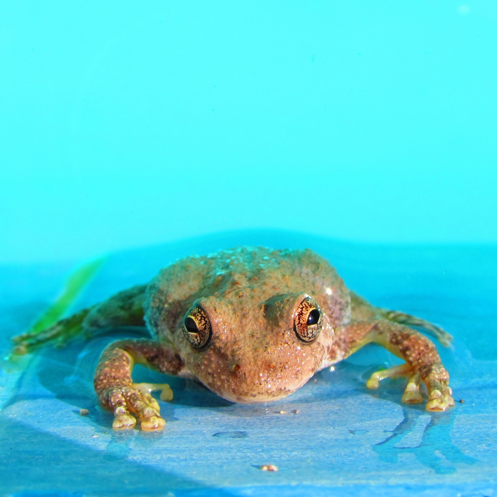 Лягушка в голубой воде