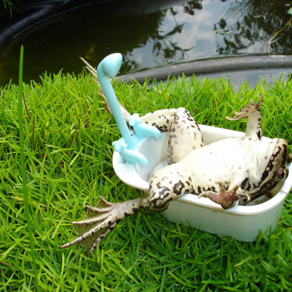 Лягушка лежит в ванной