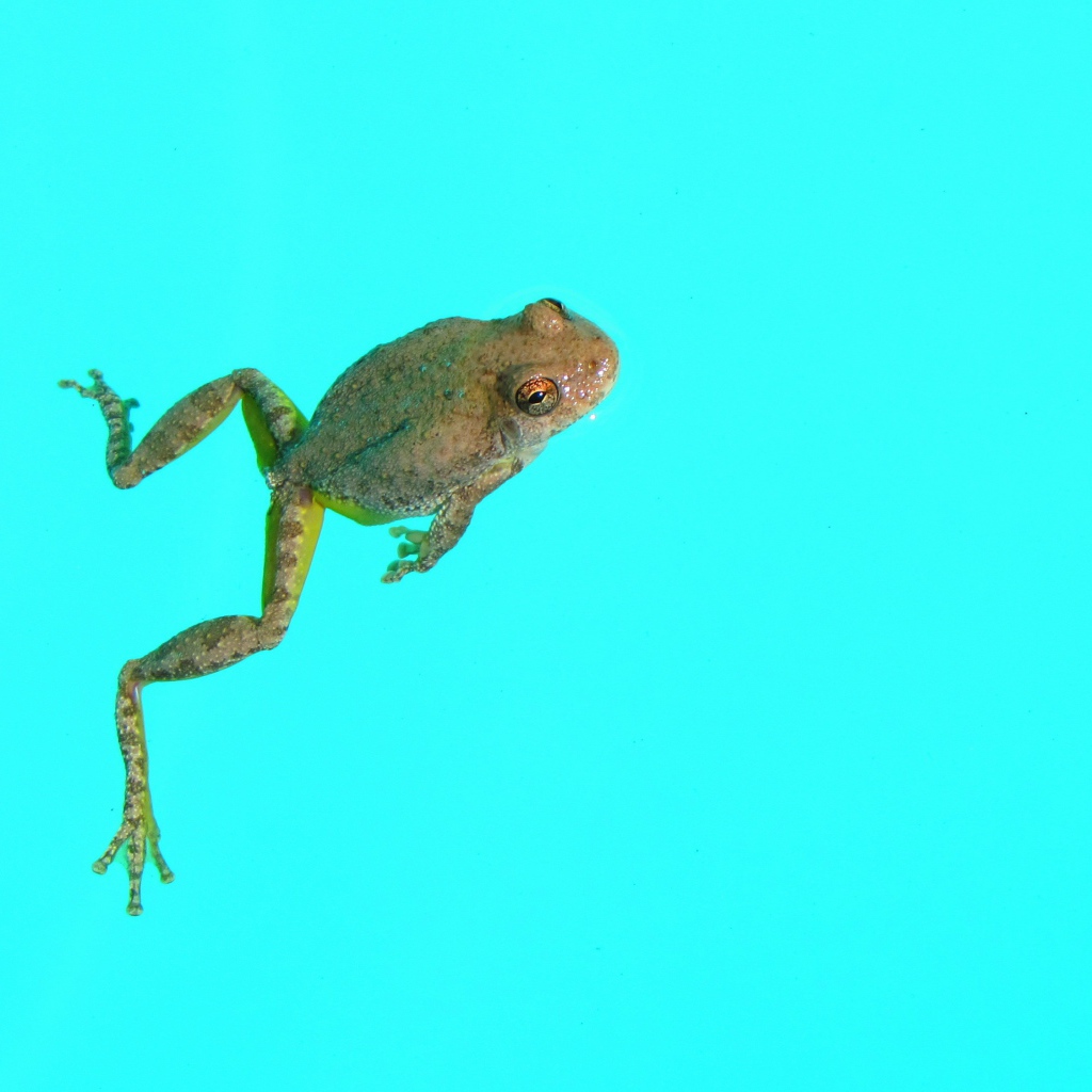 Лягушка на голубом фоне