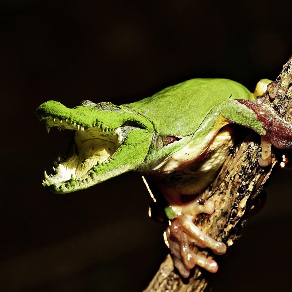 Лягушка крокодил на ветке