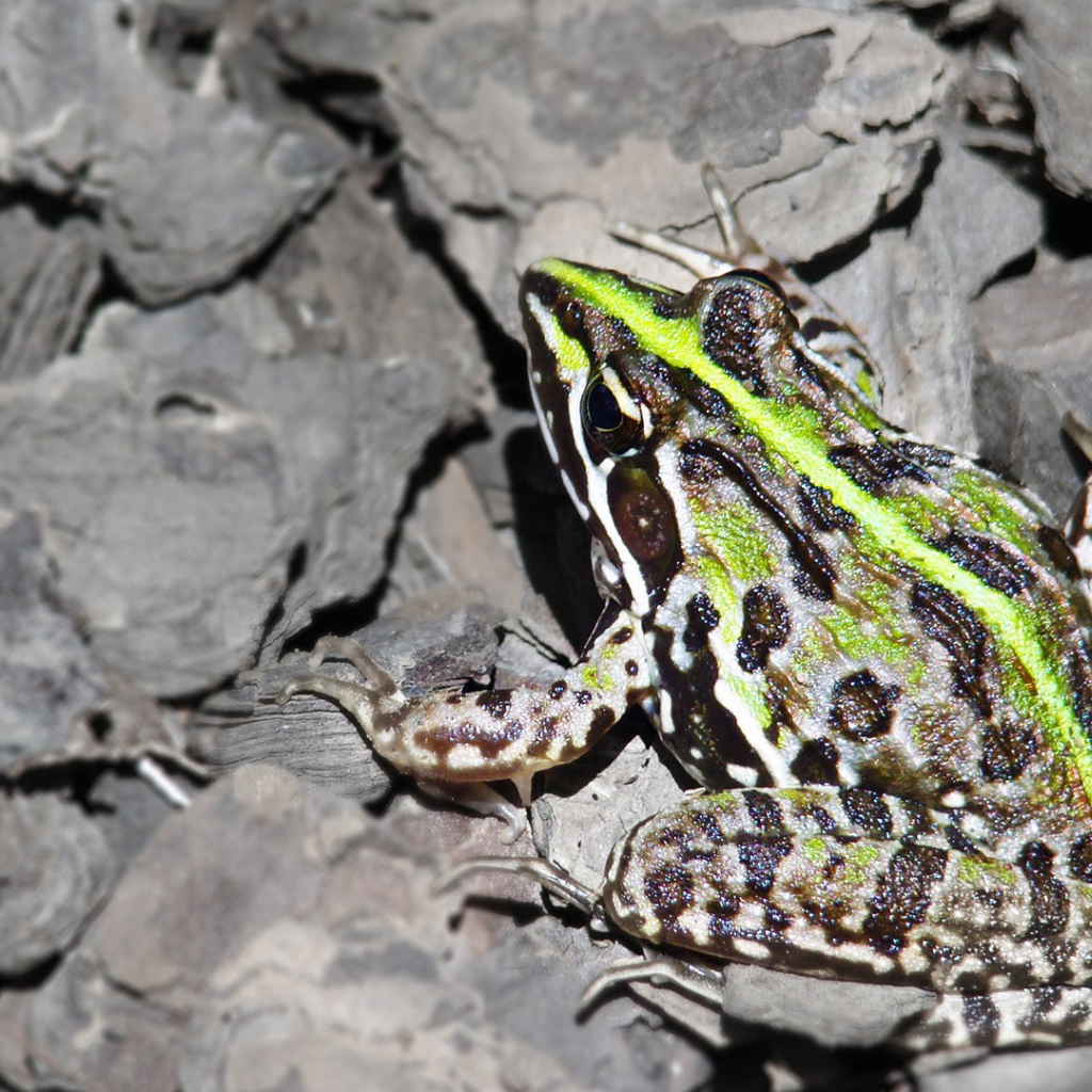 Лягушка на серых камнях