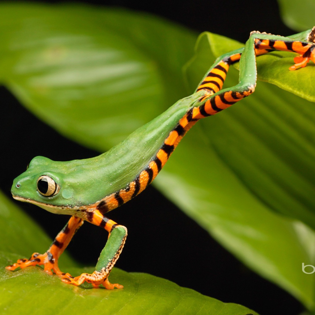Лягушка стоит на двух листьях