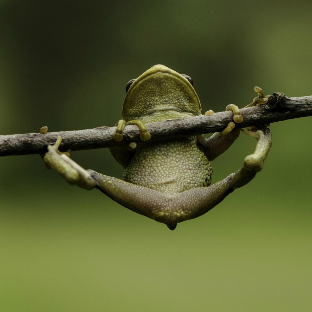 Лягушка пытается удержаться на ветке