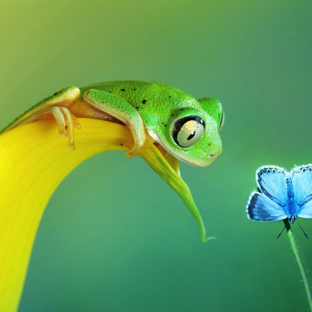 Лягушка хочет съесть бабочку
